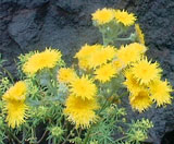 Flora am Fels - G&auml;nsedistel